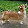 welsh corgi pembroke HAYWIRE'S YOU WILL KNOW