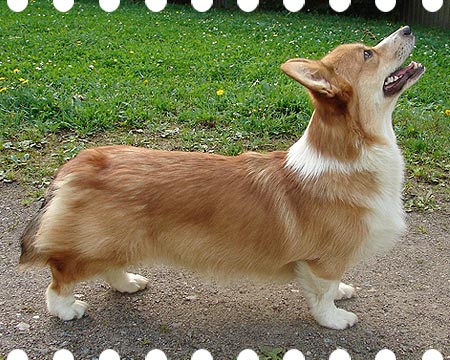 welsh corgi pembroke Haywire's You Will Know