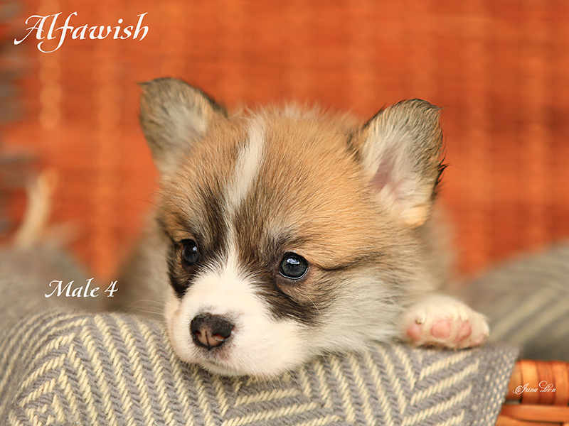 welsh corgi pembroke puppy EARL GREY, red & white male, n/b