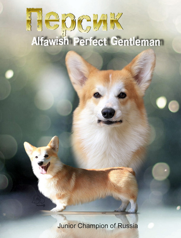 Welsh corgi pembroke, Alfawish Perfect Gentleman