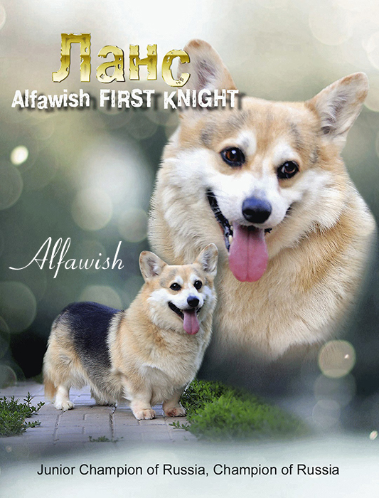 вельш корги пемброк, Alfawish First Knight