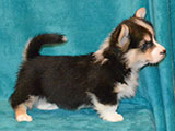 welsh corgi pembroke puppy tricolor male ALFAWISH FLASH OF BLACK