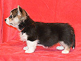 welsh corgi pembroke puppy tricolor female ALFAWISH FAIRY TAIL