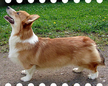 welsh corgi pembroke Haywire’s You Will Know
