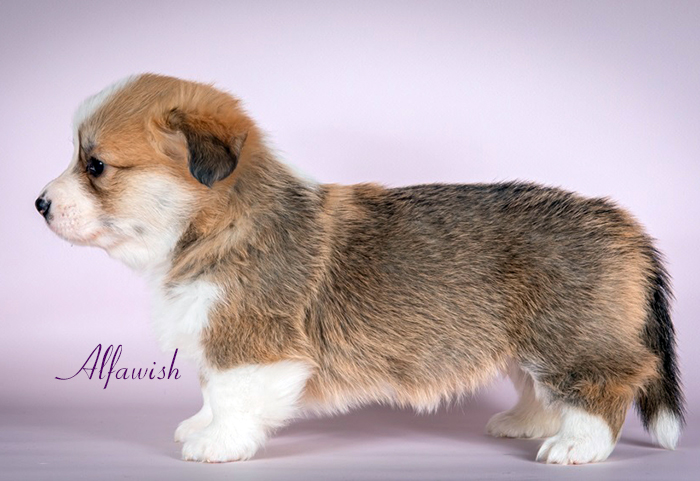 Welsh corgi pembroke puppy, red & white female Alfawish FIVE O'CLOCK