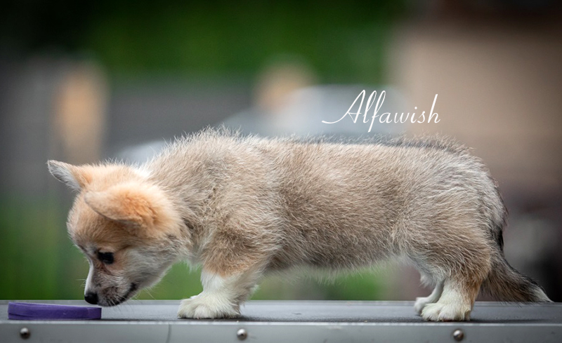 Welsh corgi pembroke puppy Alfawish NATURE BEAUTY