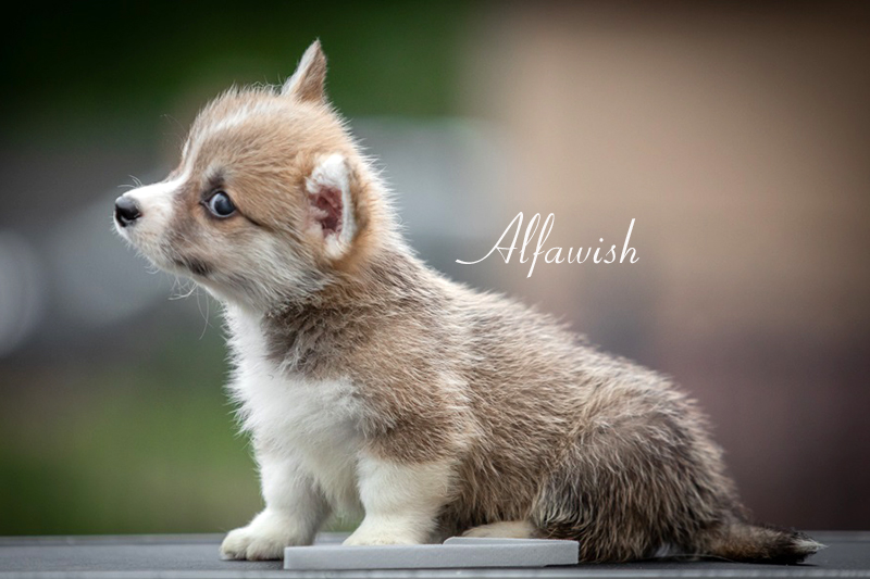 Welsh corgi pembroke puppy Alfawish NEED YOU