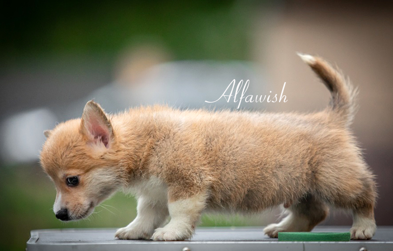 Welsh corgi pembroke puppy Alfawish NEXT STEP TO LOVE