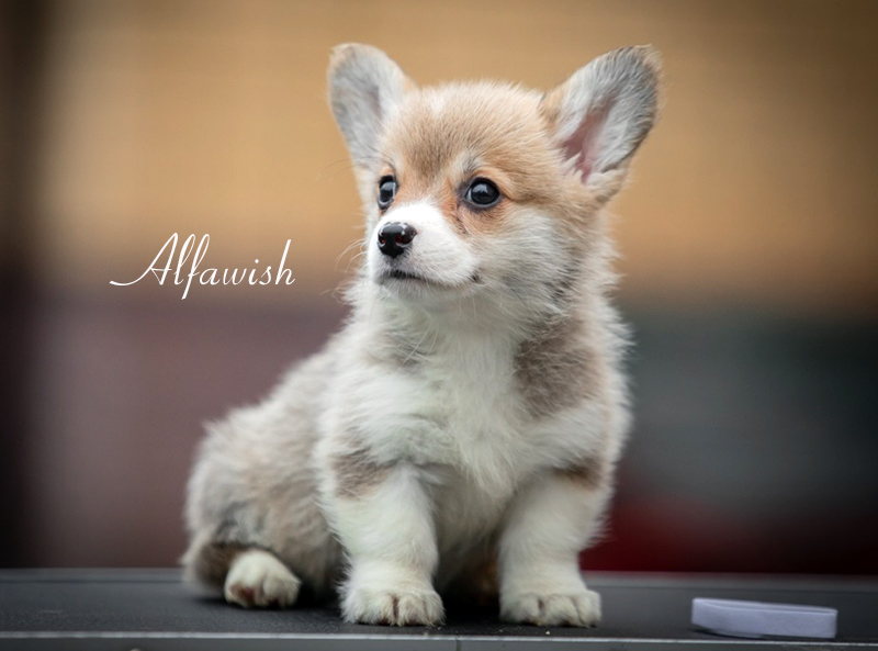 Welsh corgi pembroke puppy Alfawish NORMAL MIRACLE