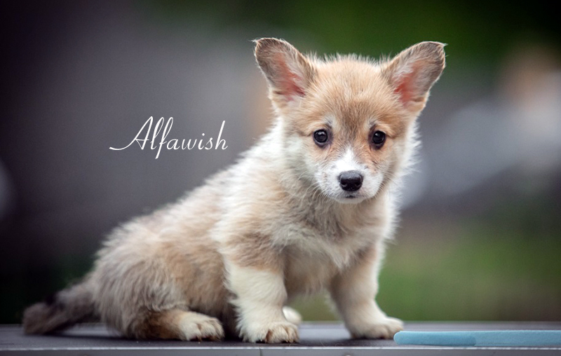 Welsh corgi pembroke puppy Alfawish NOVEL WITHOUT ENDING
